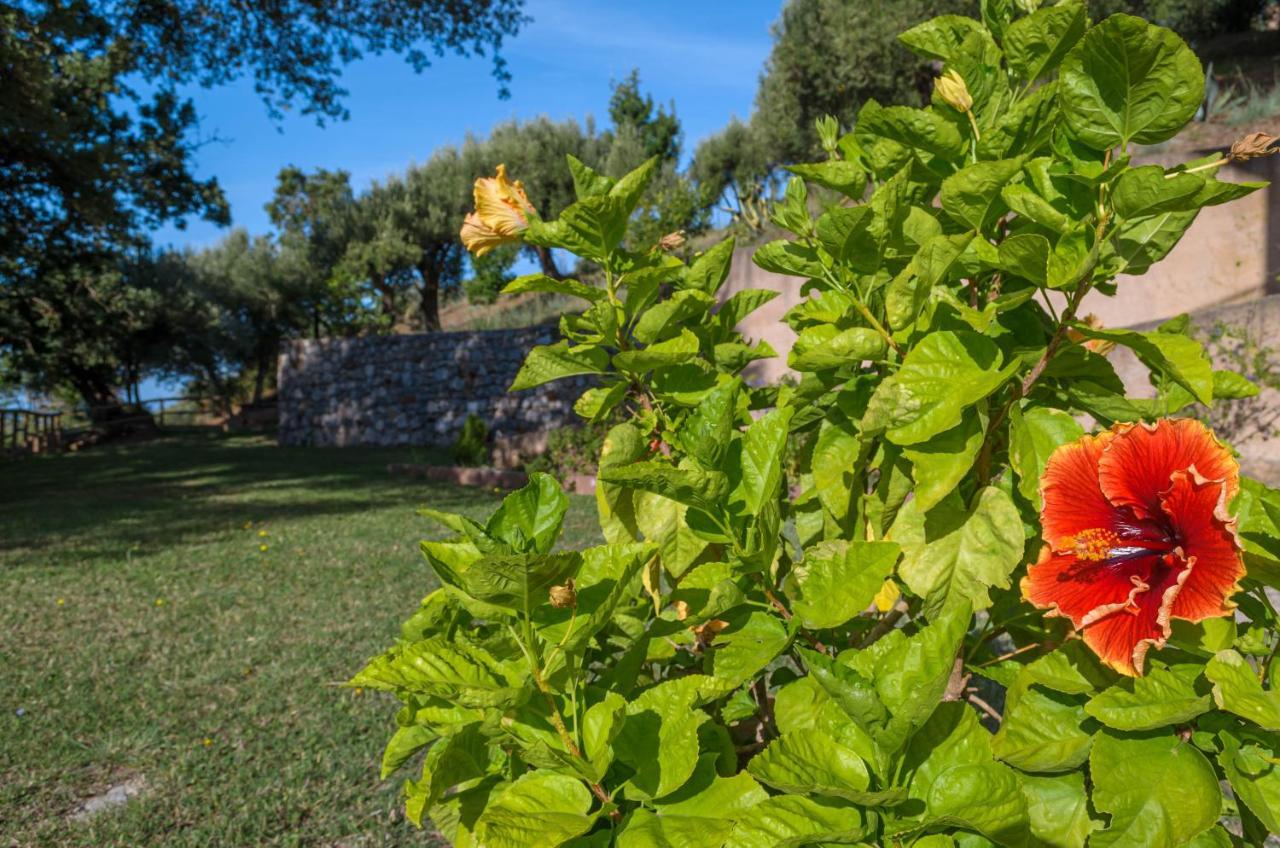 Drius Edode - B&B Affittacamere Torraca Экстерьер фото